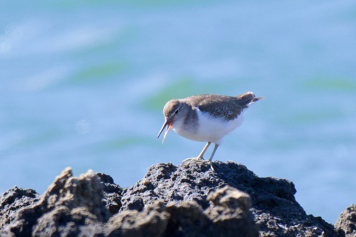 Common Sandpiper - ML646483477