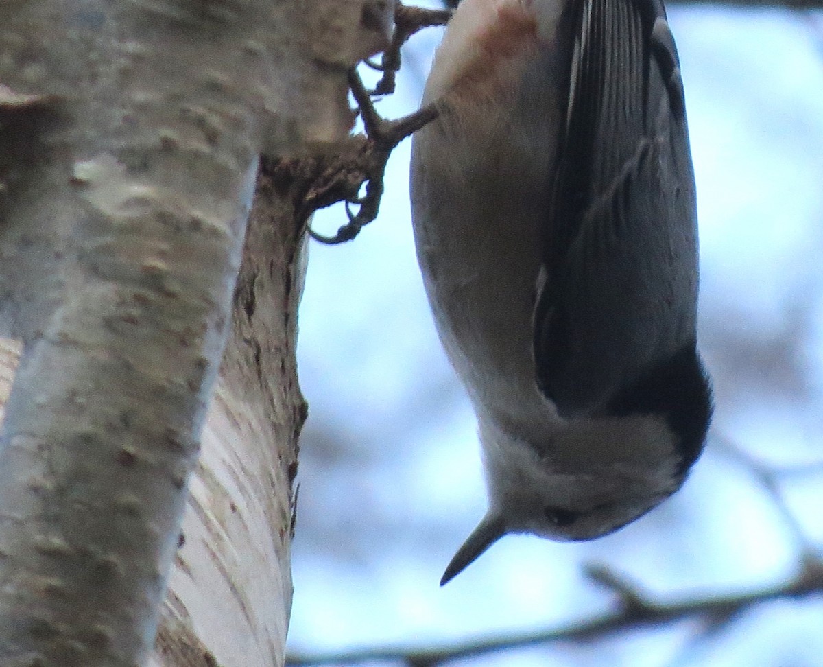 White-breasted Nuthatch - ML646483478