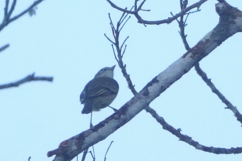 Spectacled Tyrannulet - ML646483479