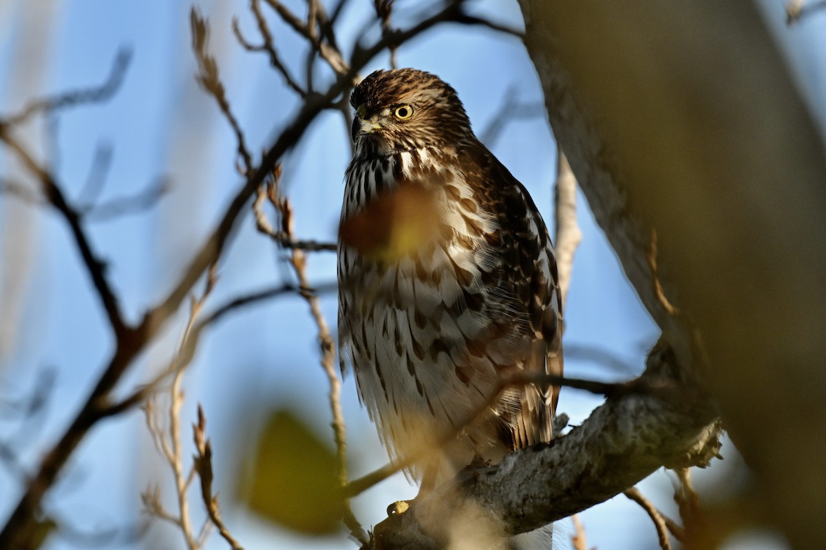 Cooper's Hawk - ML646483481