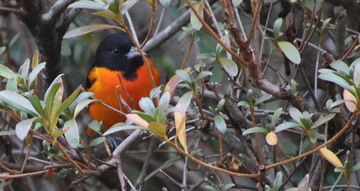 Балтиморский трупиал - ML646483483