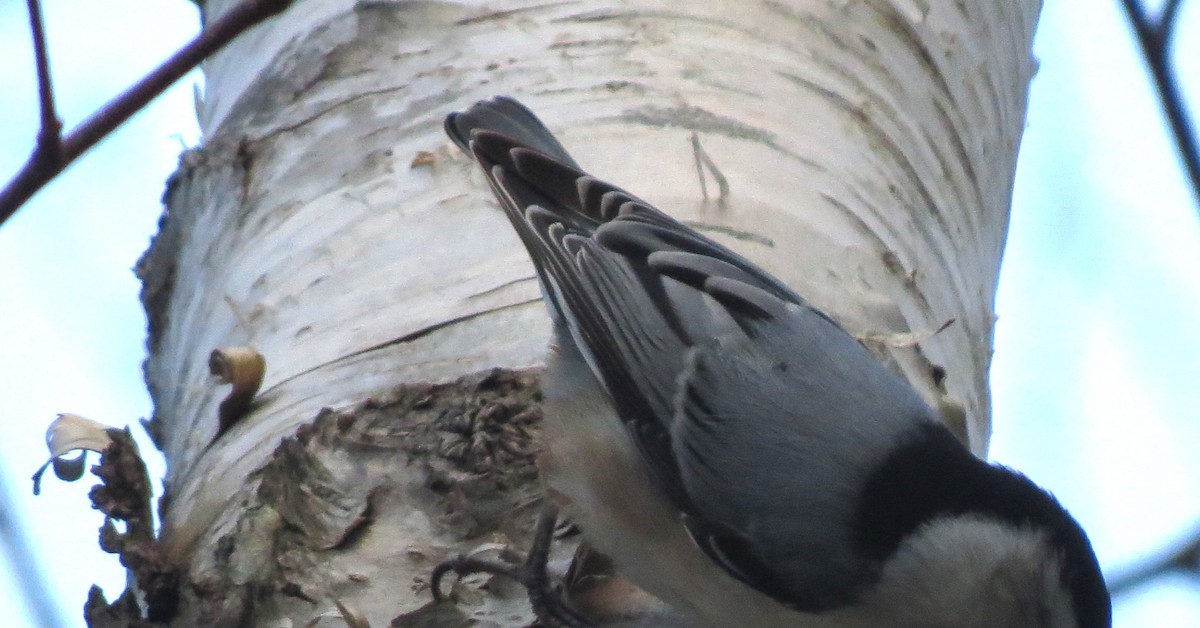 White-breasted Nuthatch - ML646483485