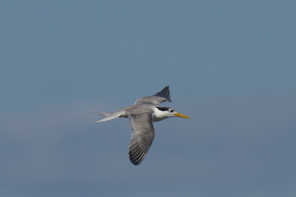 Great Crested Tern - ML646483486