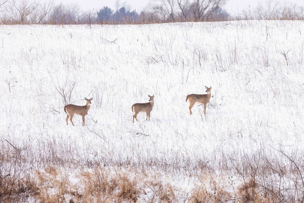 White-tailed Deer - ML646483498