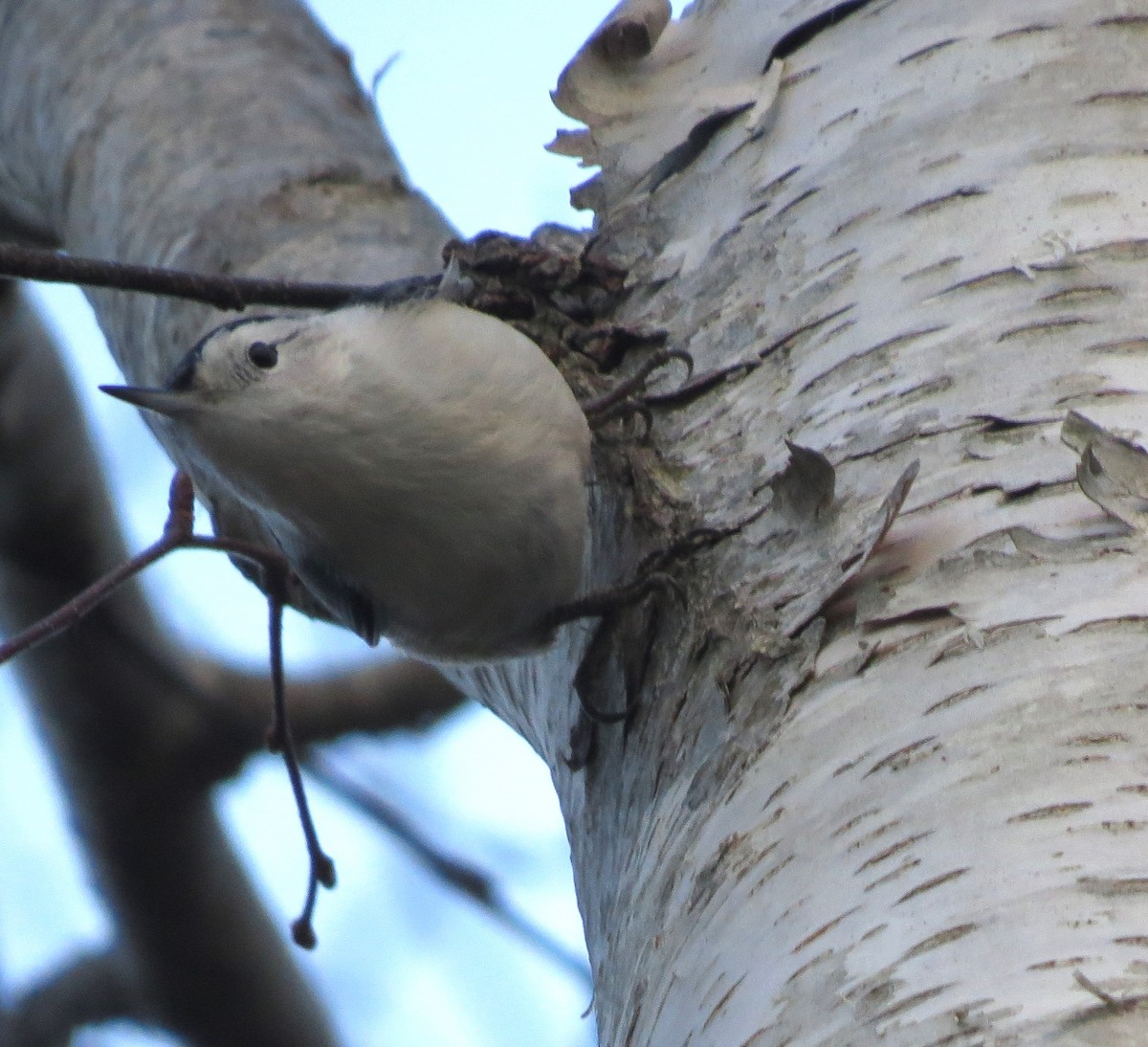 White-breasted Nuthatch - ML646483499