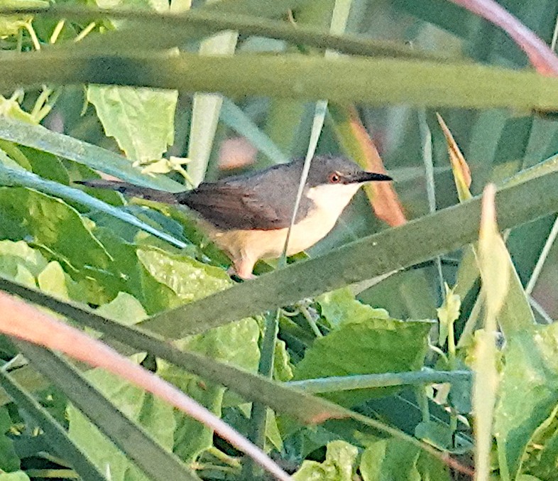 Ashy Prinia - ML646483500