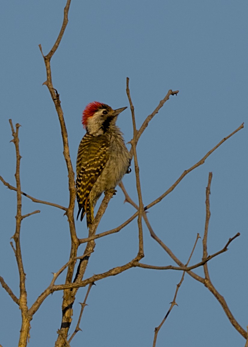 Cardinal Woodpecker - ML646483501