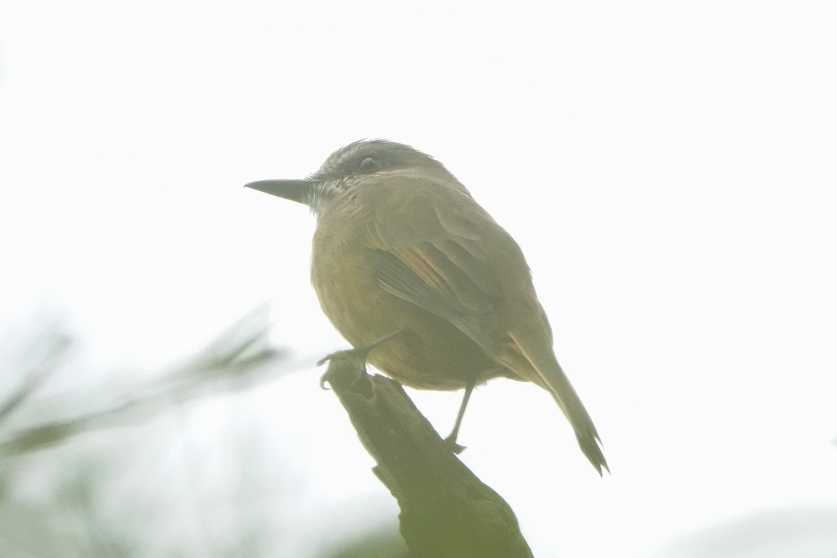 Santa Marta Bush-Tyrant - ML646483502