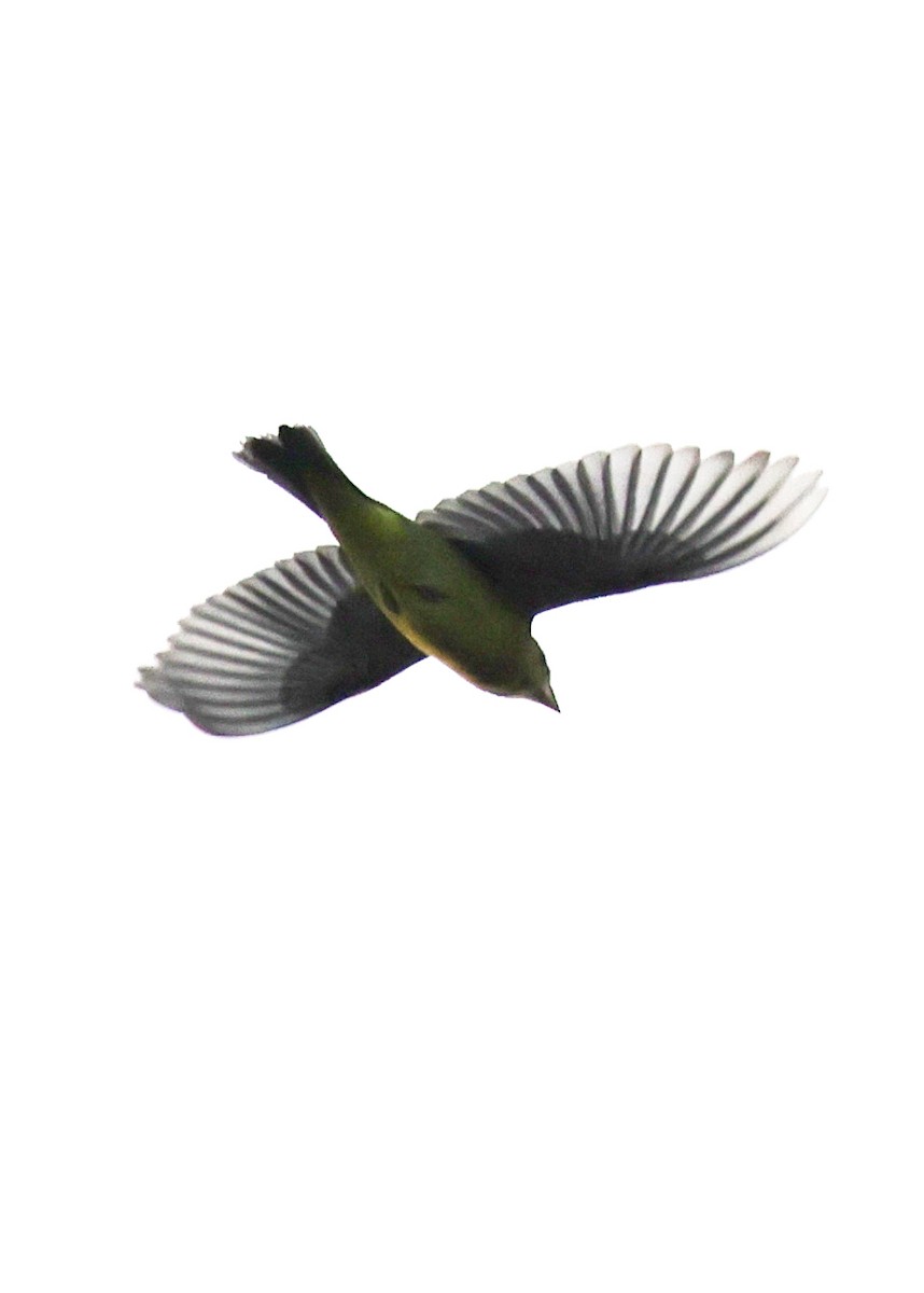 Scarlet Tanager - ML646483503