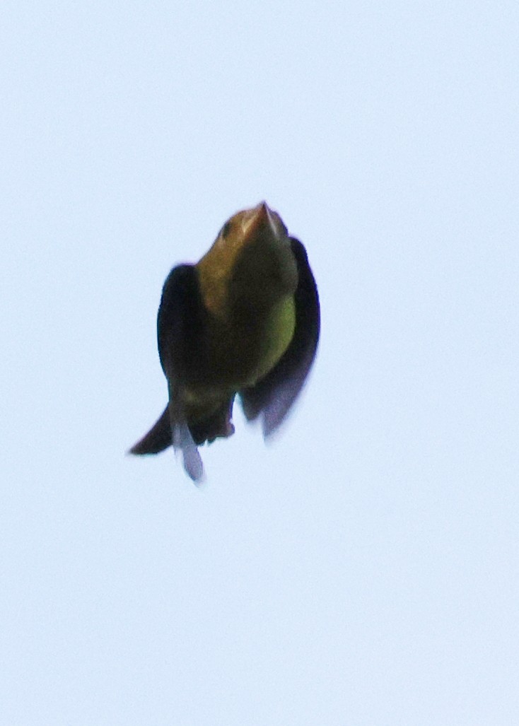 Scarlet Tanager - ML646483504