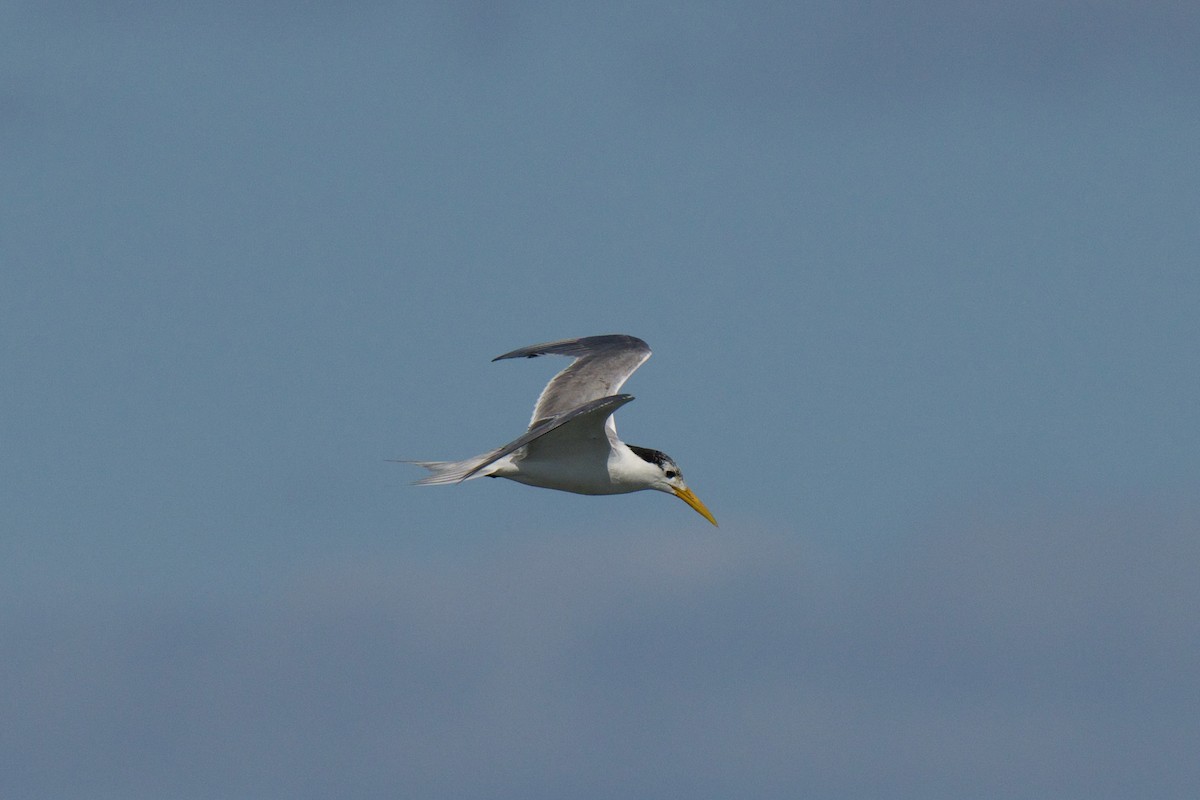 Great Crested Tern - ML646483505