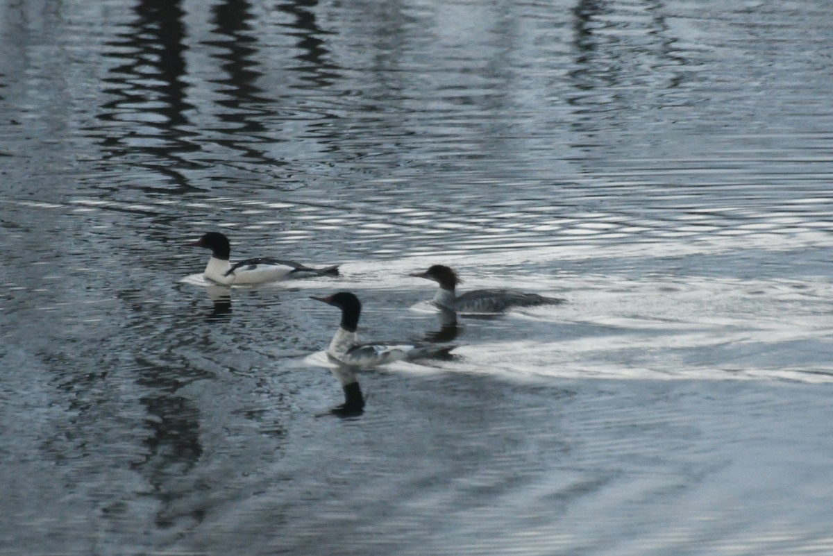 Common Merganser - ML646483506