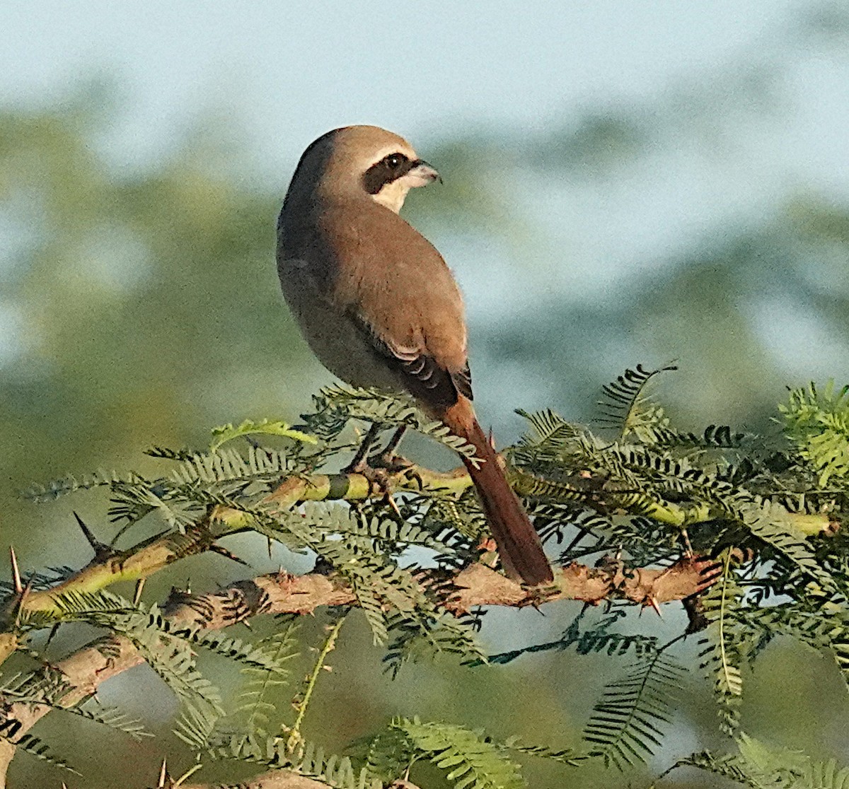Brown Shrike - ML646483507