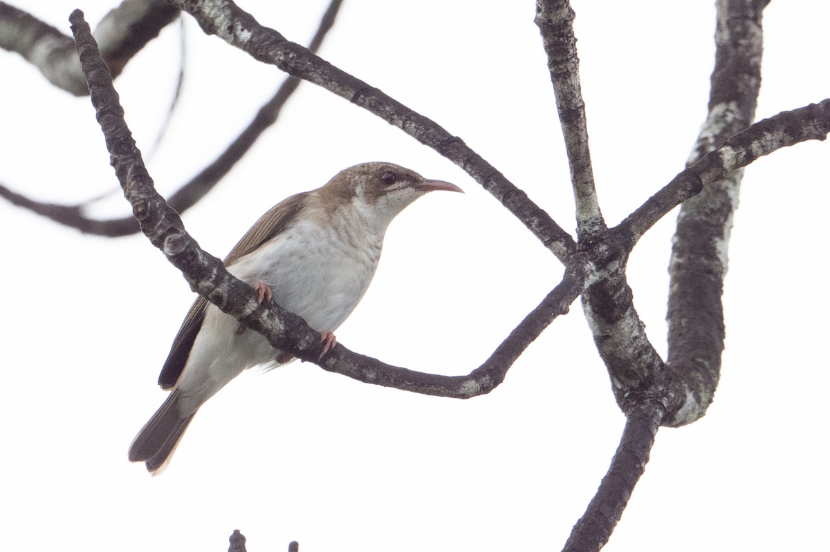 Brown-backed Honeyeater - ML646483508