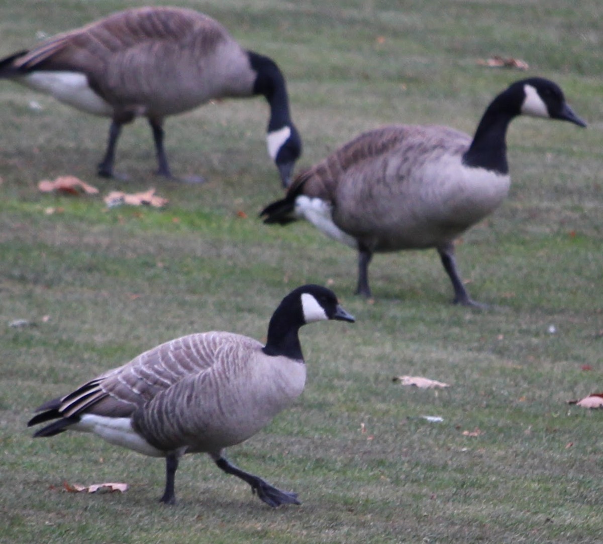 Cackling Goose - ML646483509