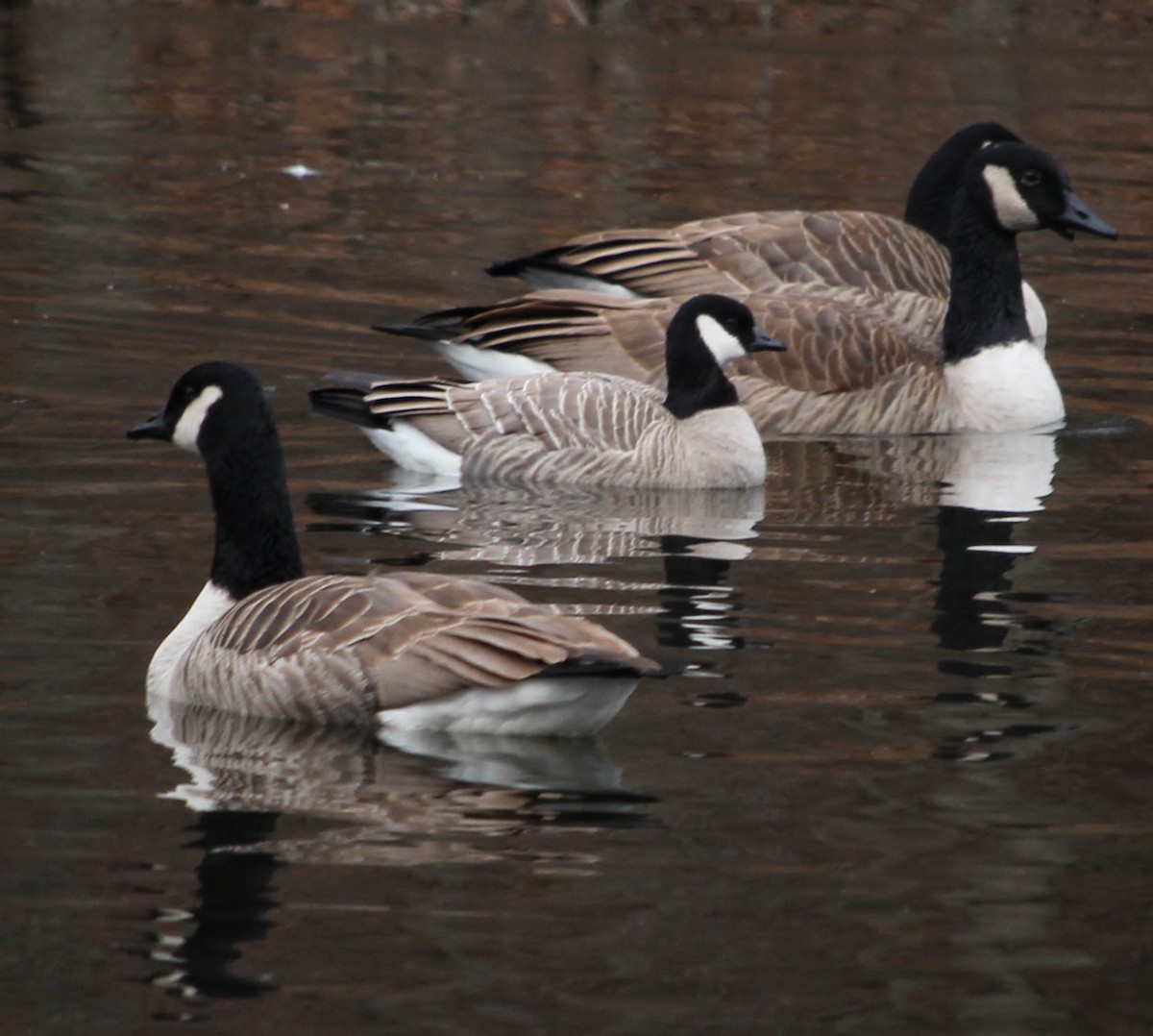 Cackling Goose - ML646483510