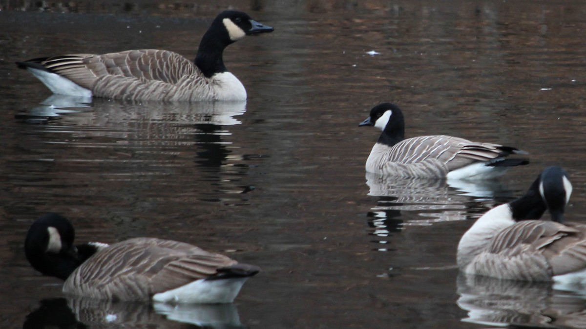 Cackling Goose - ML646483511