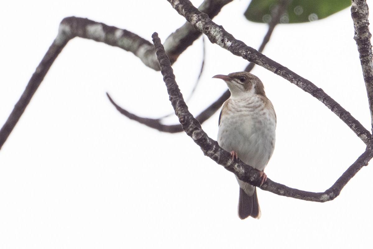 Brown-backed Honeyeater - ML646483512