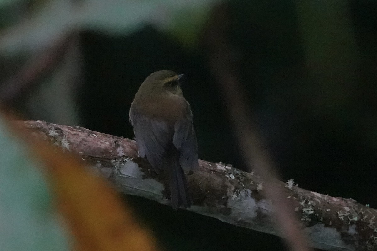 Yellow-bellied Chat-Tyrant - ML646483513