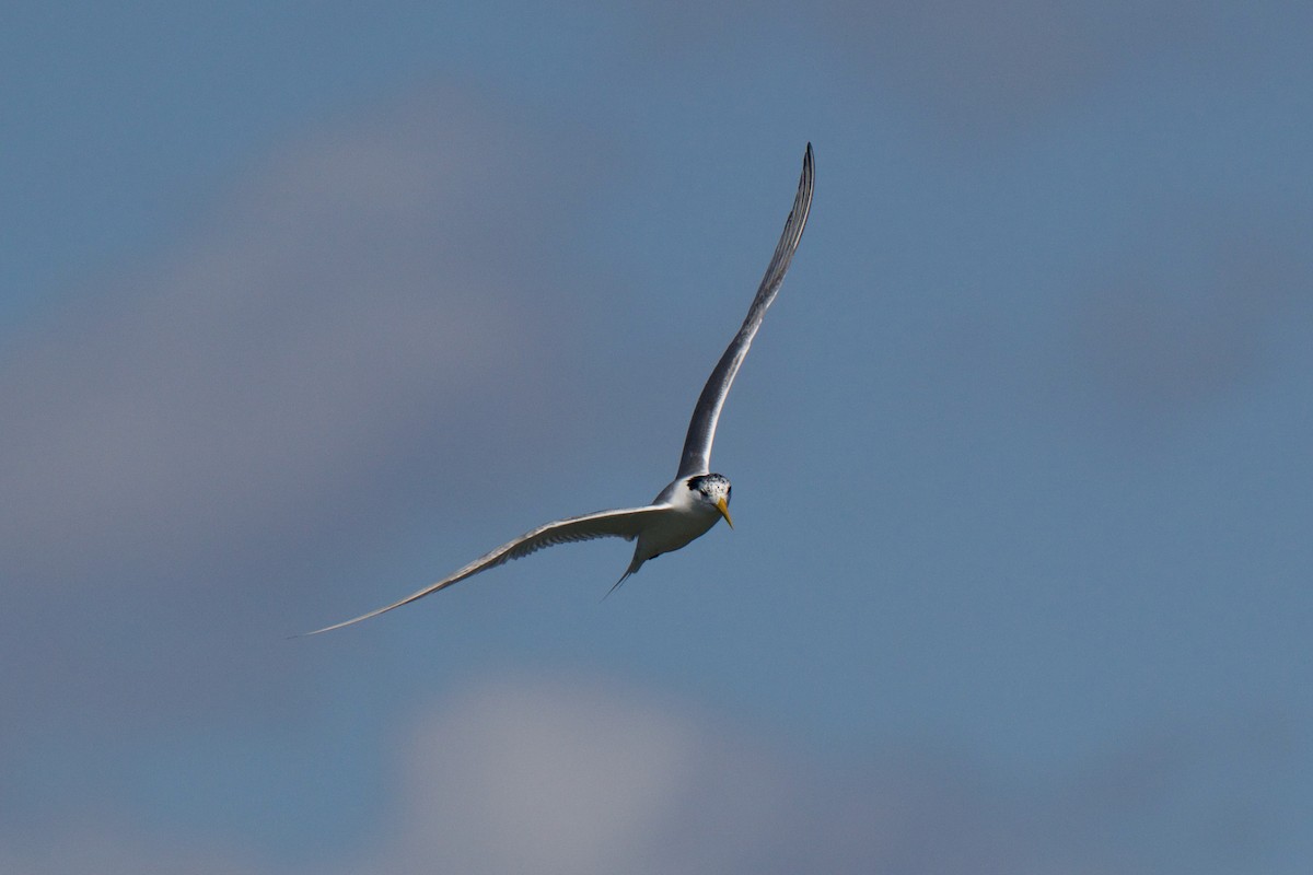 Great Crested Tern - ML646483514