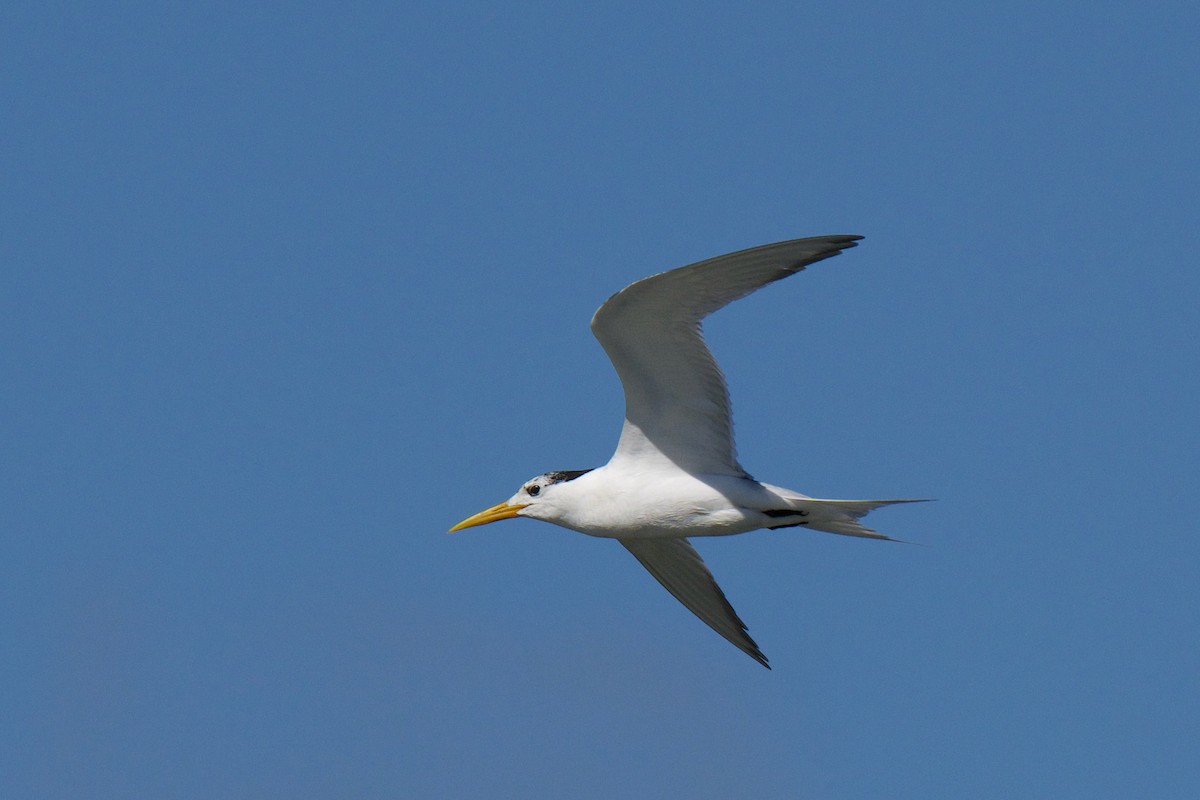 Great Crested Tern - ML646483518