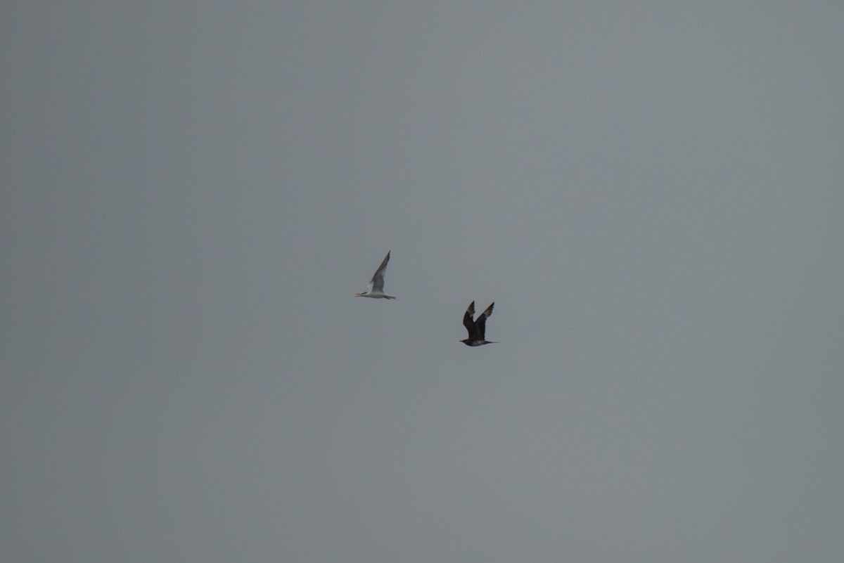 chaluha příživná - ML646483519