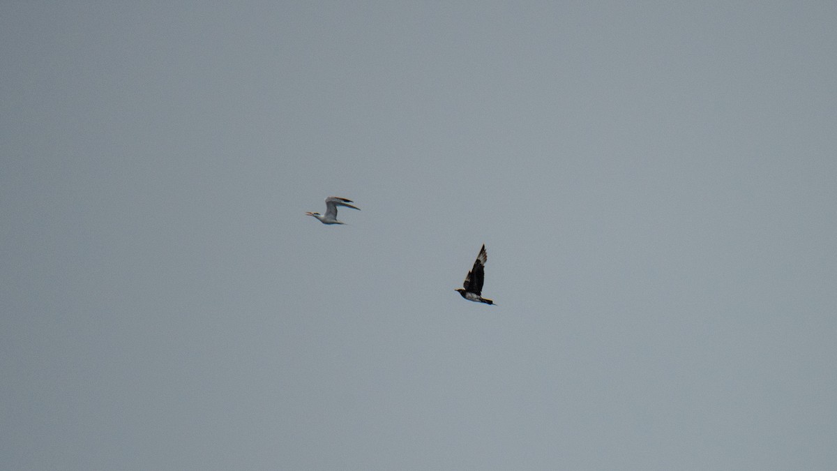 chaluha příživná - ML646483520