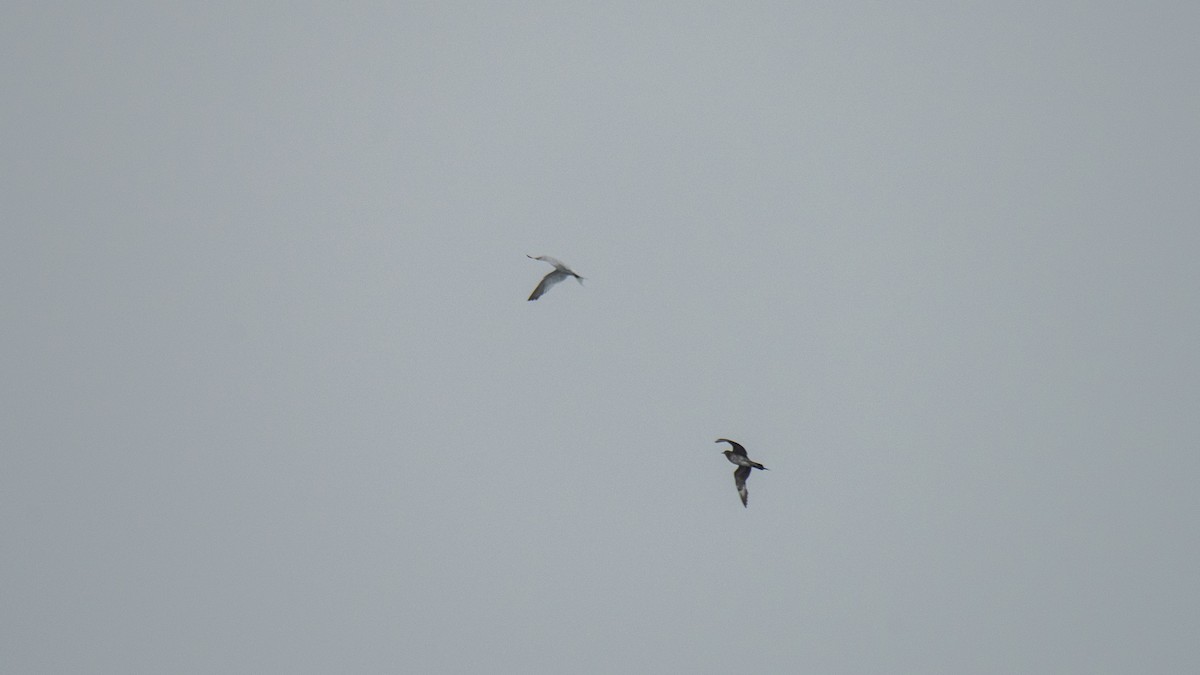 chaluha příživná - ML646483521