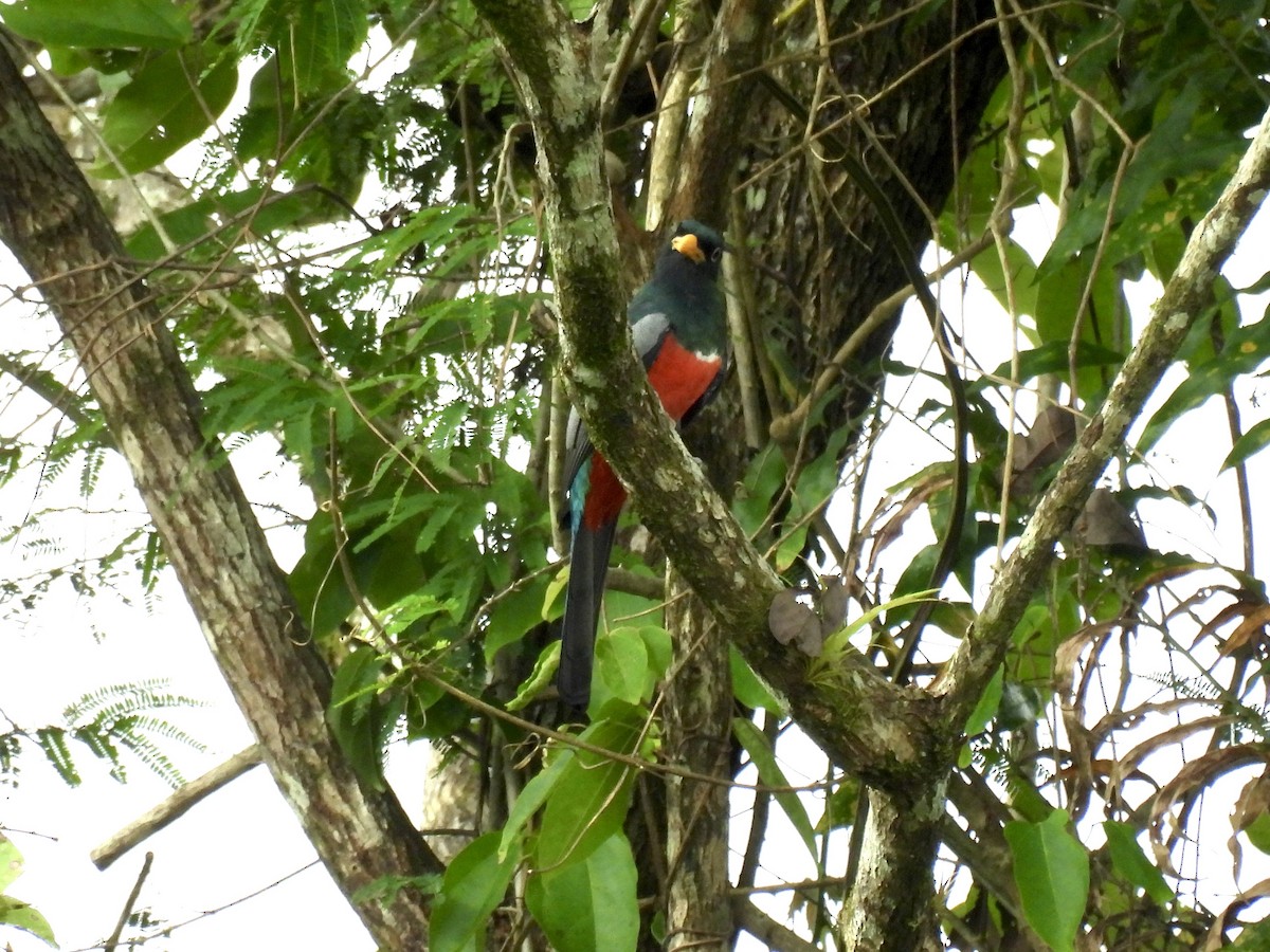 Black-tailed Trogon - ML646483522