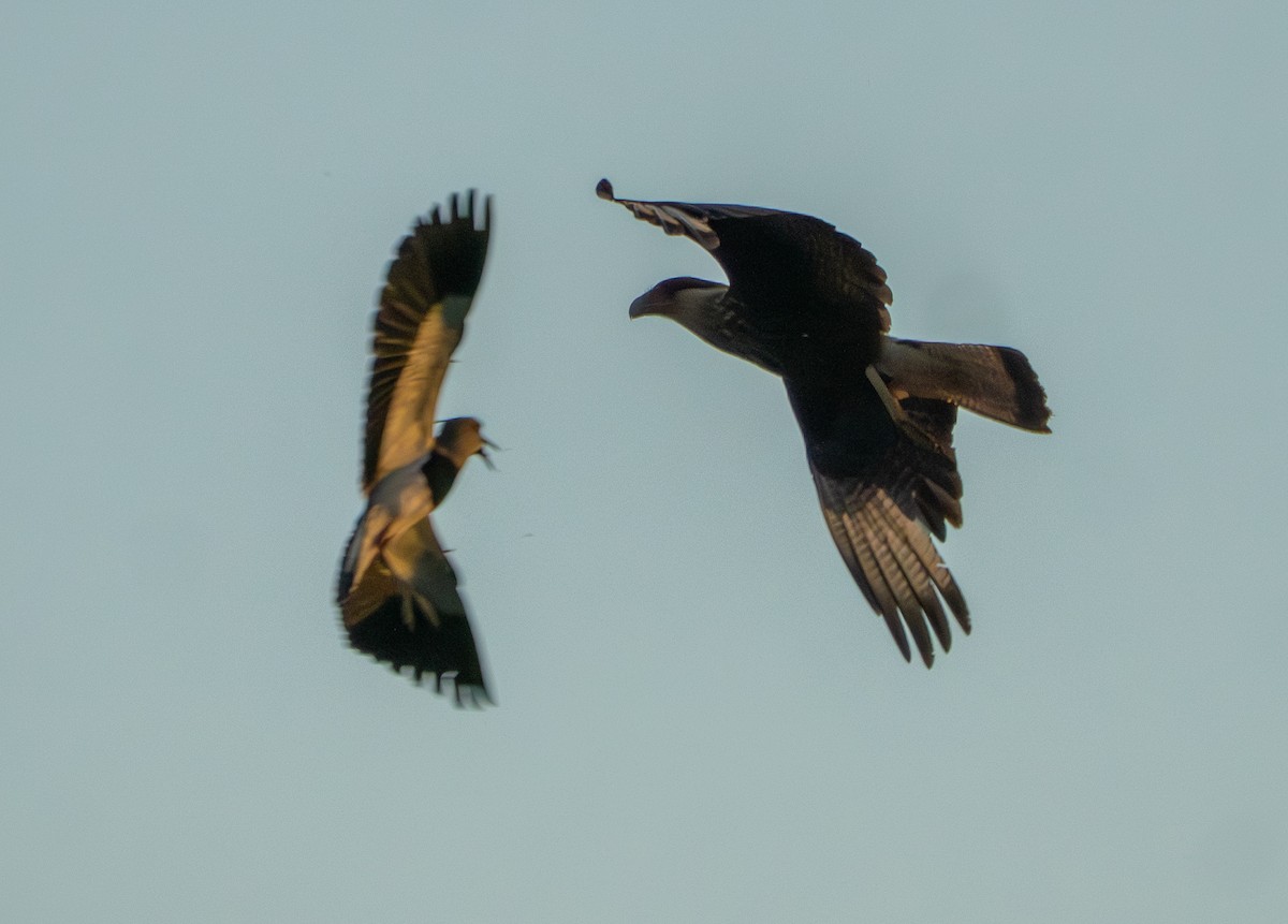 Crested Caracara (Southern) - ML646483523