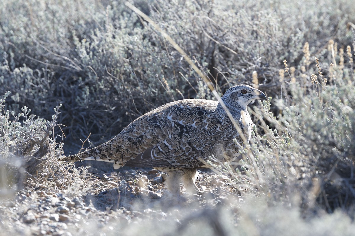 Greater Sage-Grouse - ML646483524