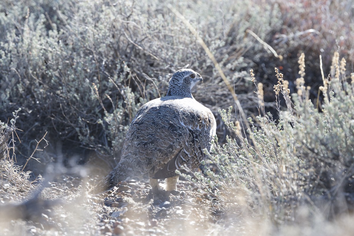 Greater Sage-Grouse - ML646483525