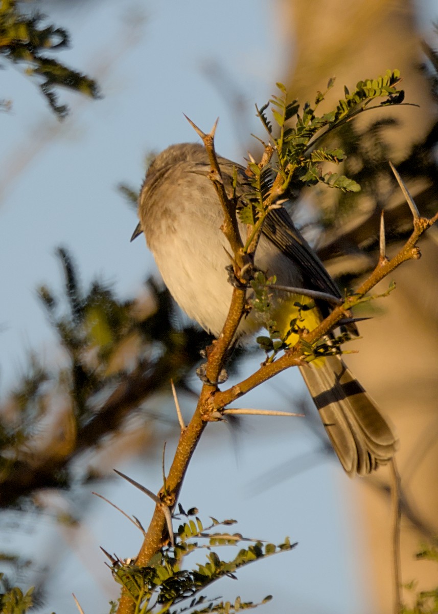 Common Bulbul (Dark-capped) - ML646483526