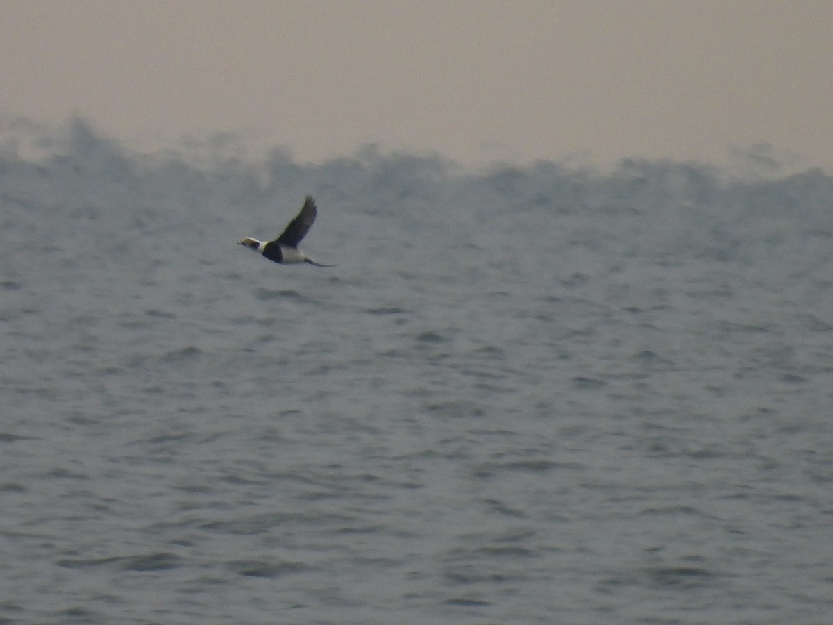 Long-tailed Duck - ML646483527