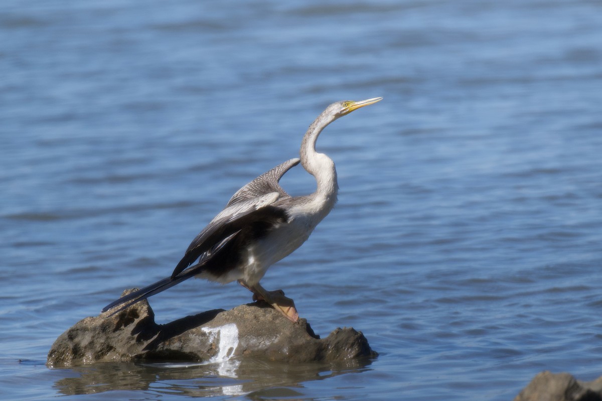 Australasian Darter - ML646483528