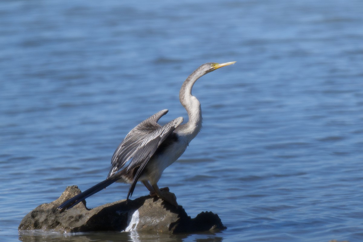 Australasian Darter - ML646483529