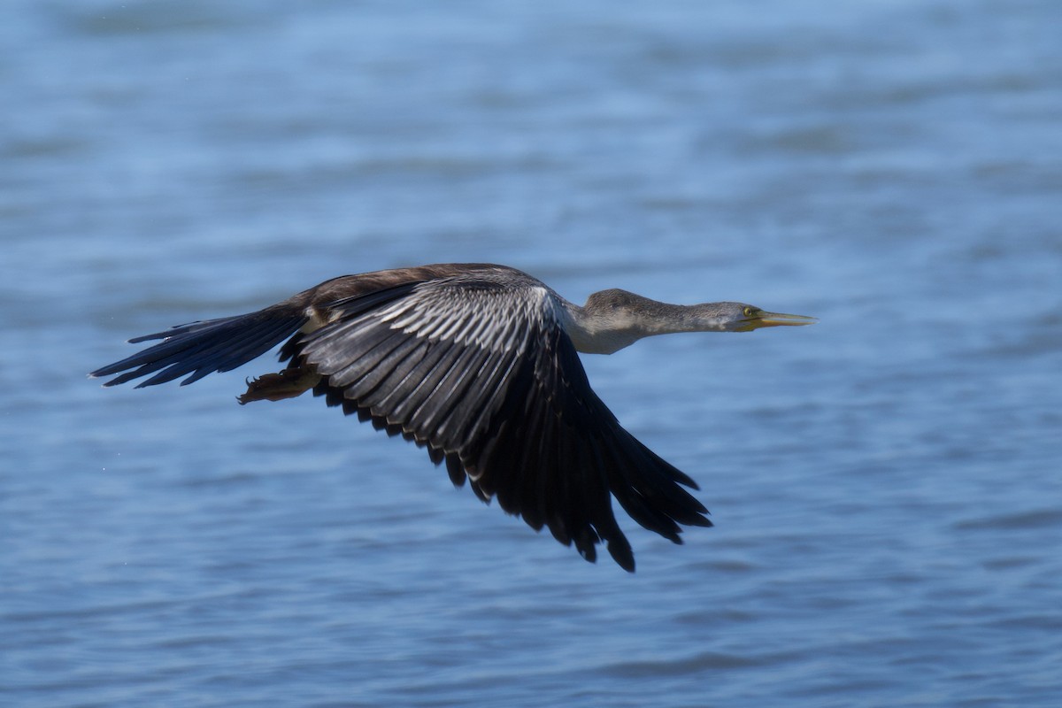 Australasian Darter - ML646483530