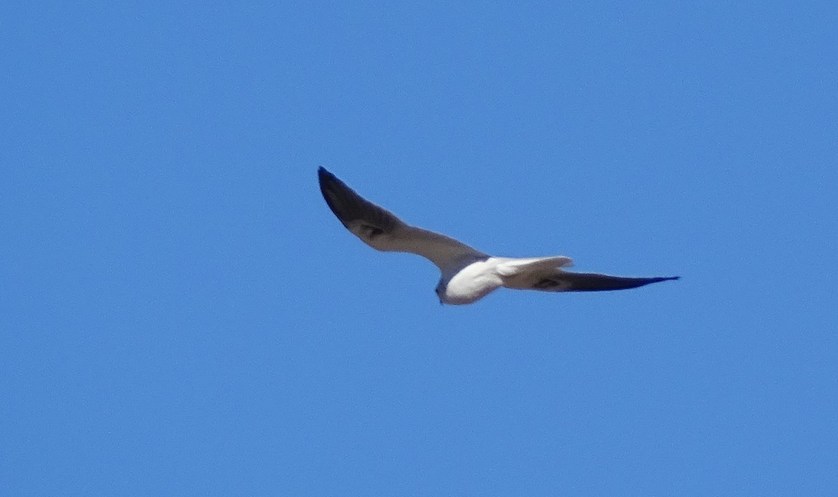 White-tailed Kite - ML646483531