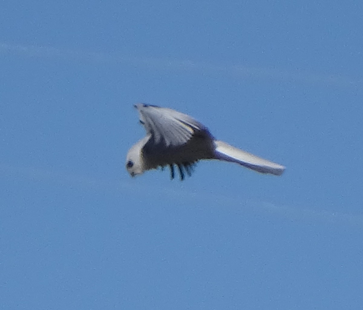 White-tailed Kite - ML646483532