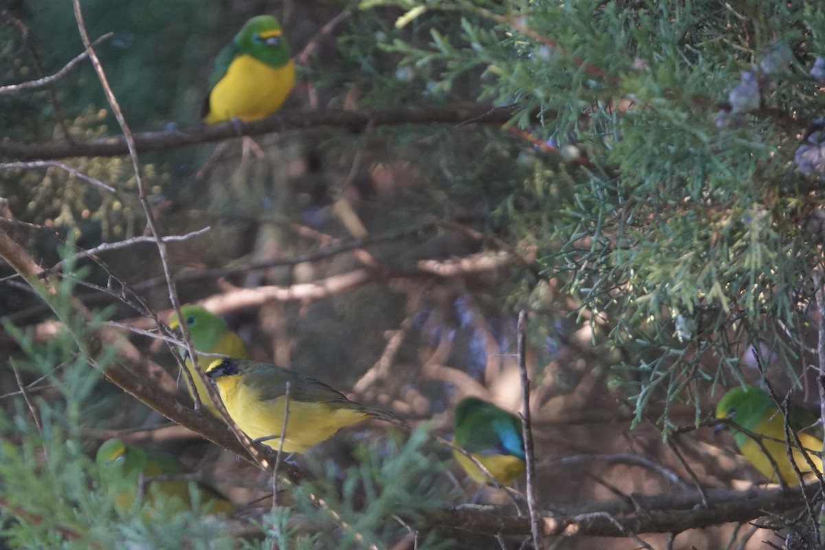 Thick-billed Euphonia - ML646483533