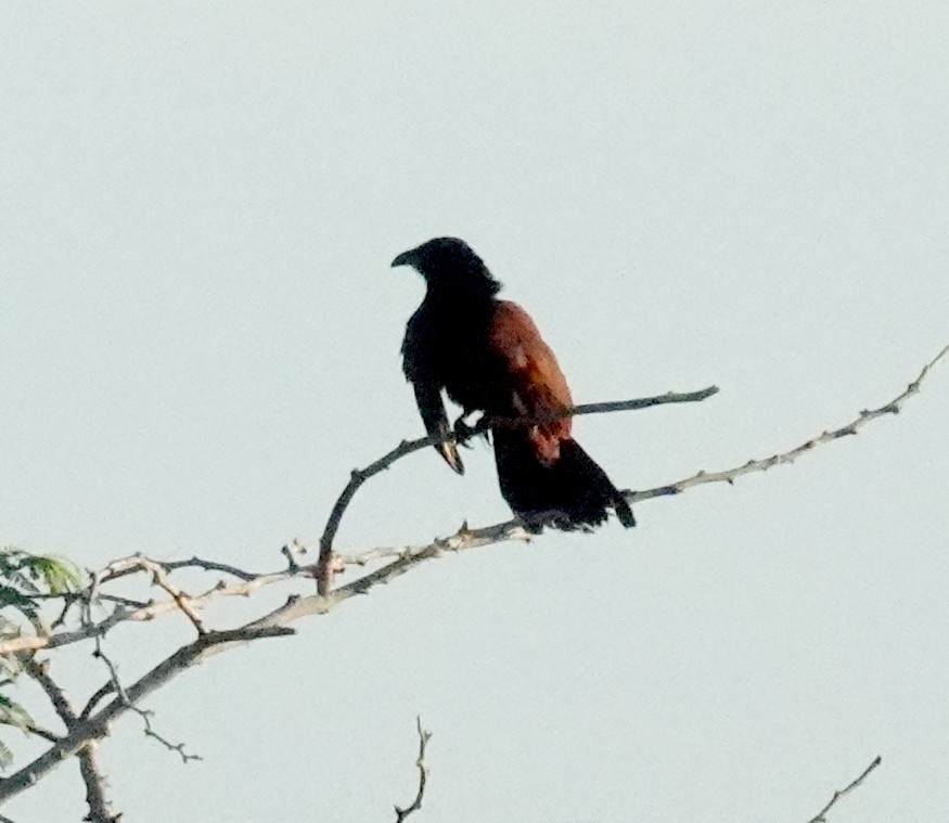Greater Coucal - ML646483534