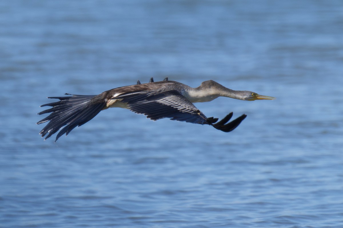 Australasian Darter - ML646483535