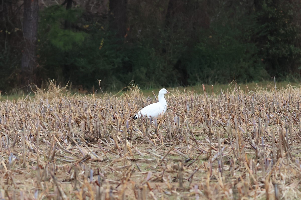 Ross's Goose - ML646483536