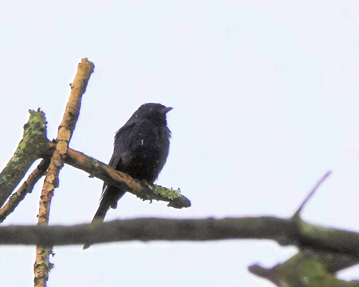 Fork-tailed Drongo - ML646483537
