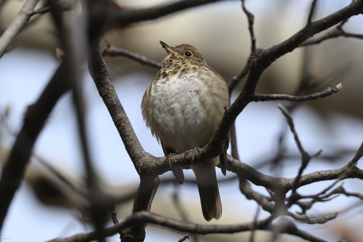 Münzevi Bülbül Ardıcı - ML646483541