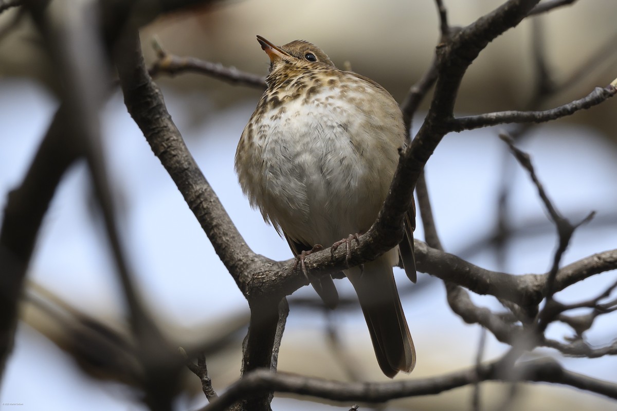 Münzevi Bülbül Ardıcı - ML646483542