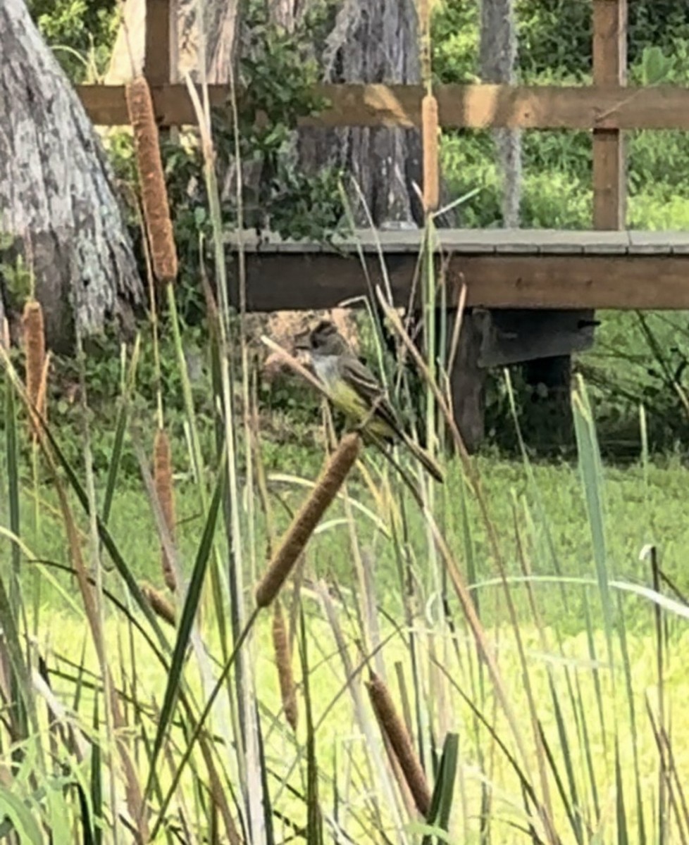 Copetón Viajero - ML646483543