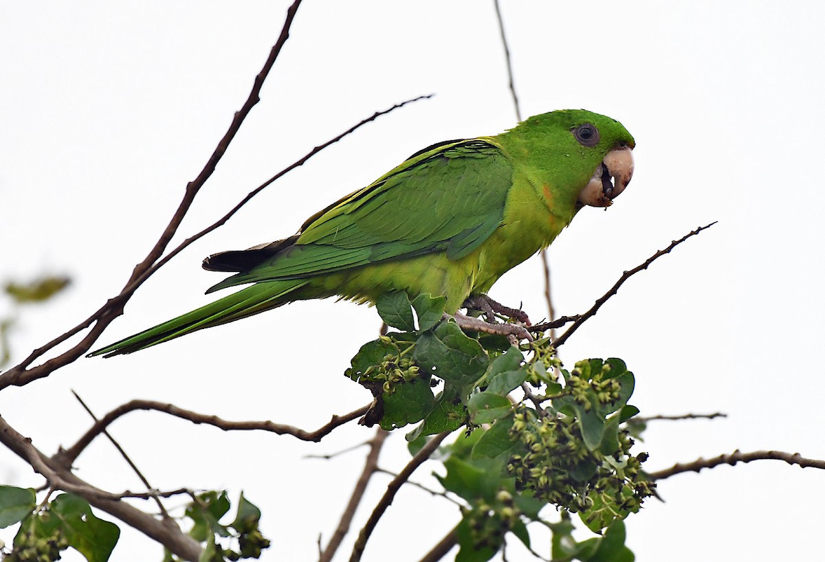 grønnparakitt - ML646483545