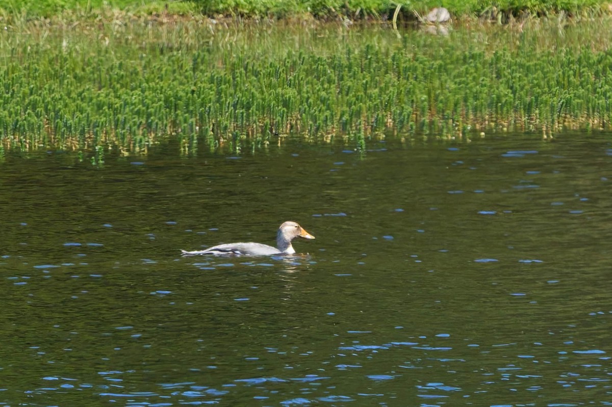 Flying Steamer-Duck - ML646483546