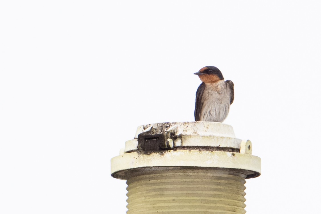 Südseeschwalbe - ML646483547